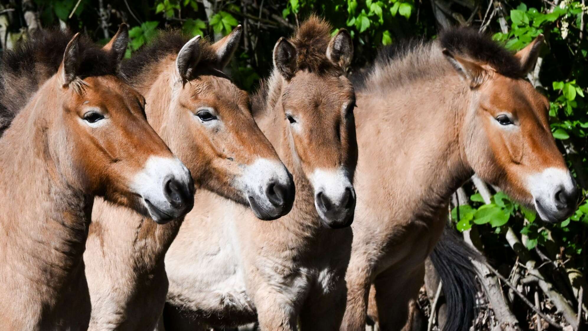 Przewalski-Pferde im Tierpark Berlin