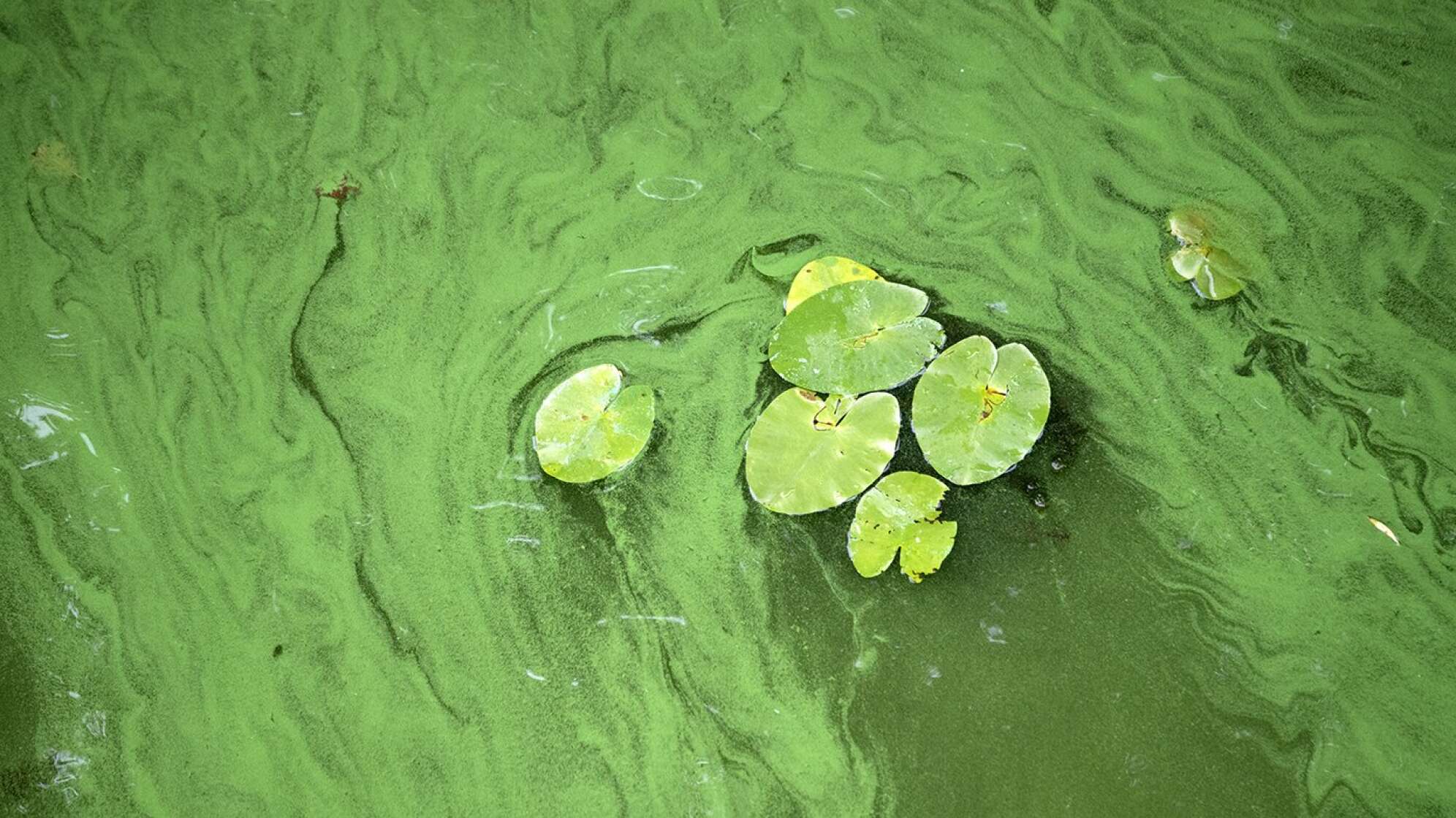 Ein grünes Gewässer mit Seerosen