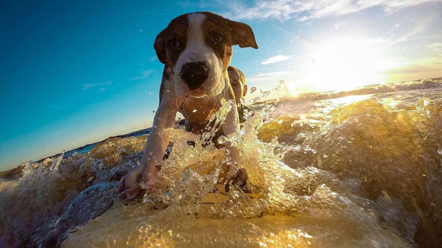 Hund auf Surfbrett