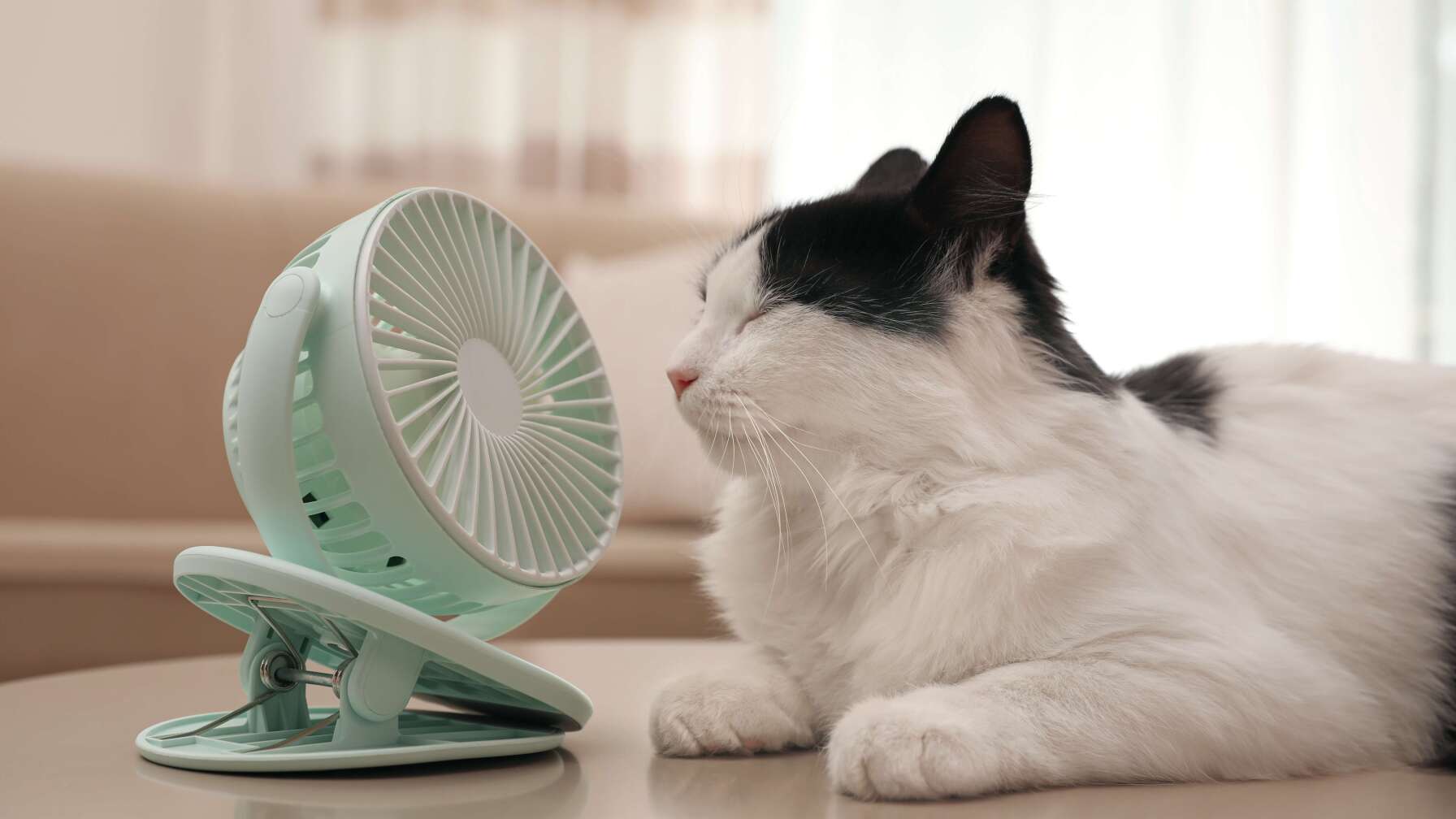 Katze Ventilator