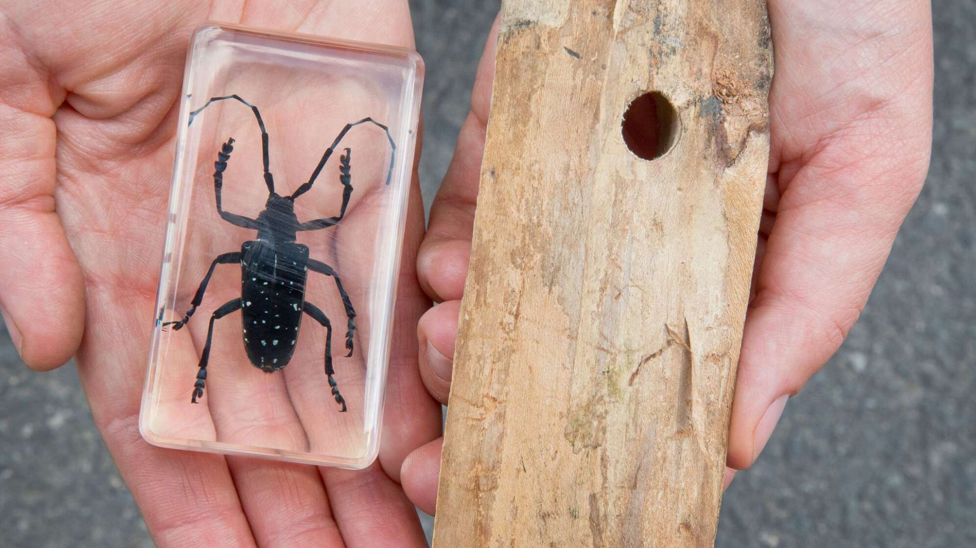 Asiatische Laubholzbockkäfer