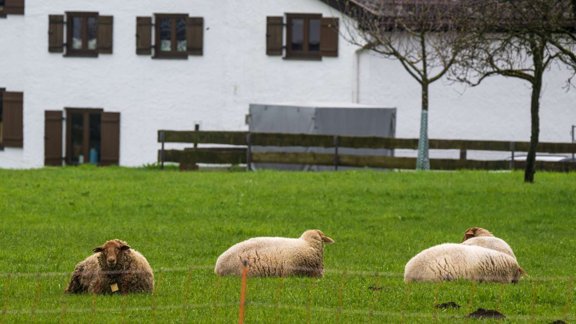 Schafe in Bayern