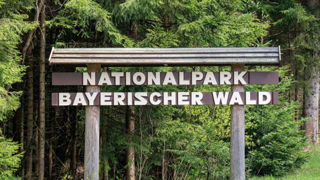 Sensation im Nationalpark Bayerischer Wald: Sumpfhockling als neue Springspinnenart entdeckt