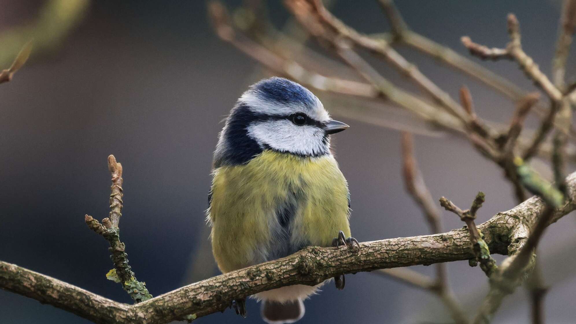Wintervögel - Meise