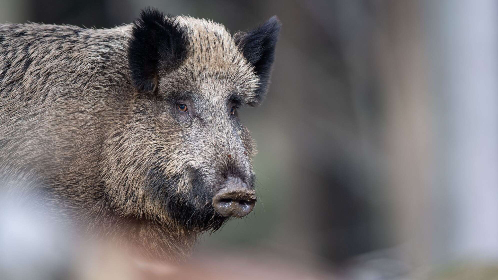 Wildschwein-Gehege geschlossen