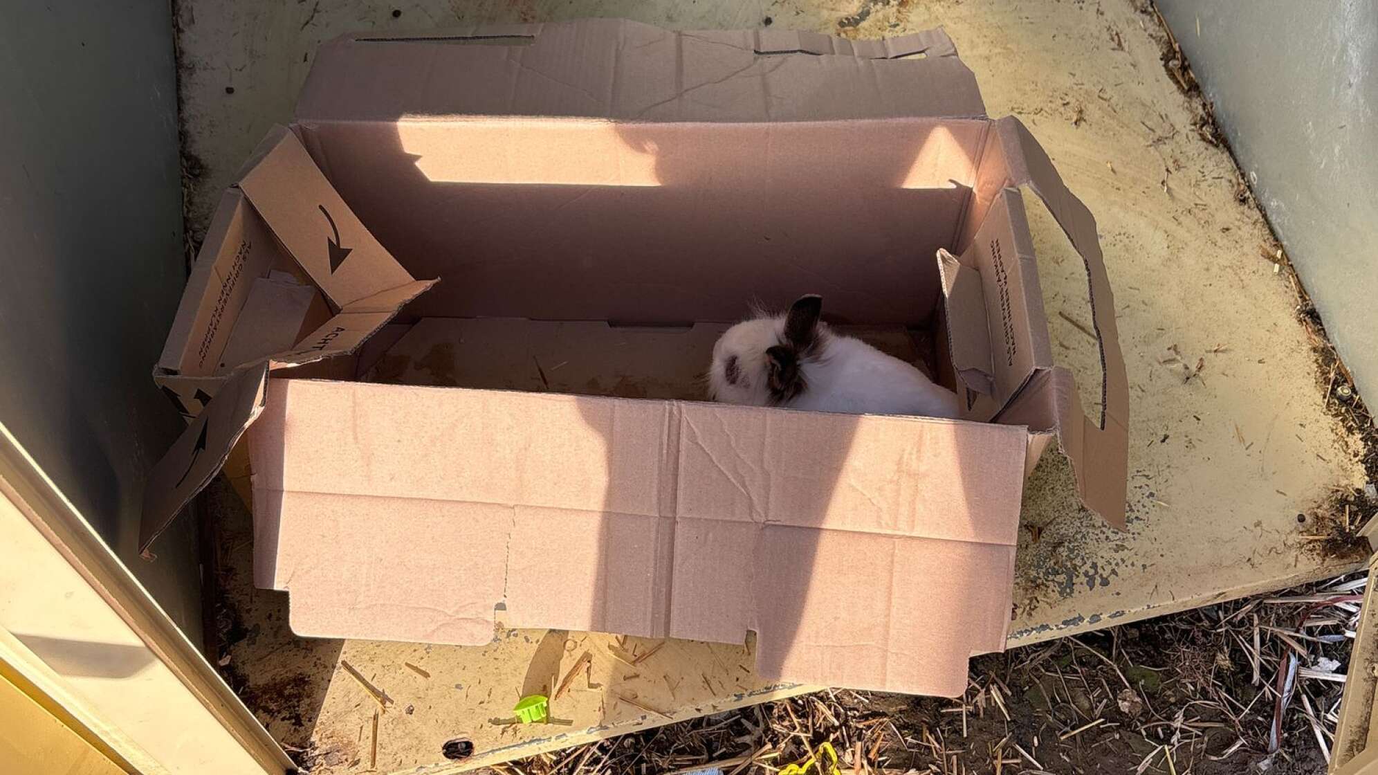 Ausgesetztes Kaninchen stirbt in Altkleidercontainer