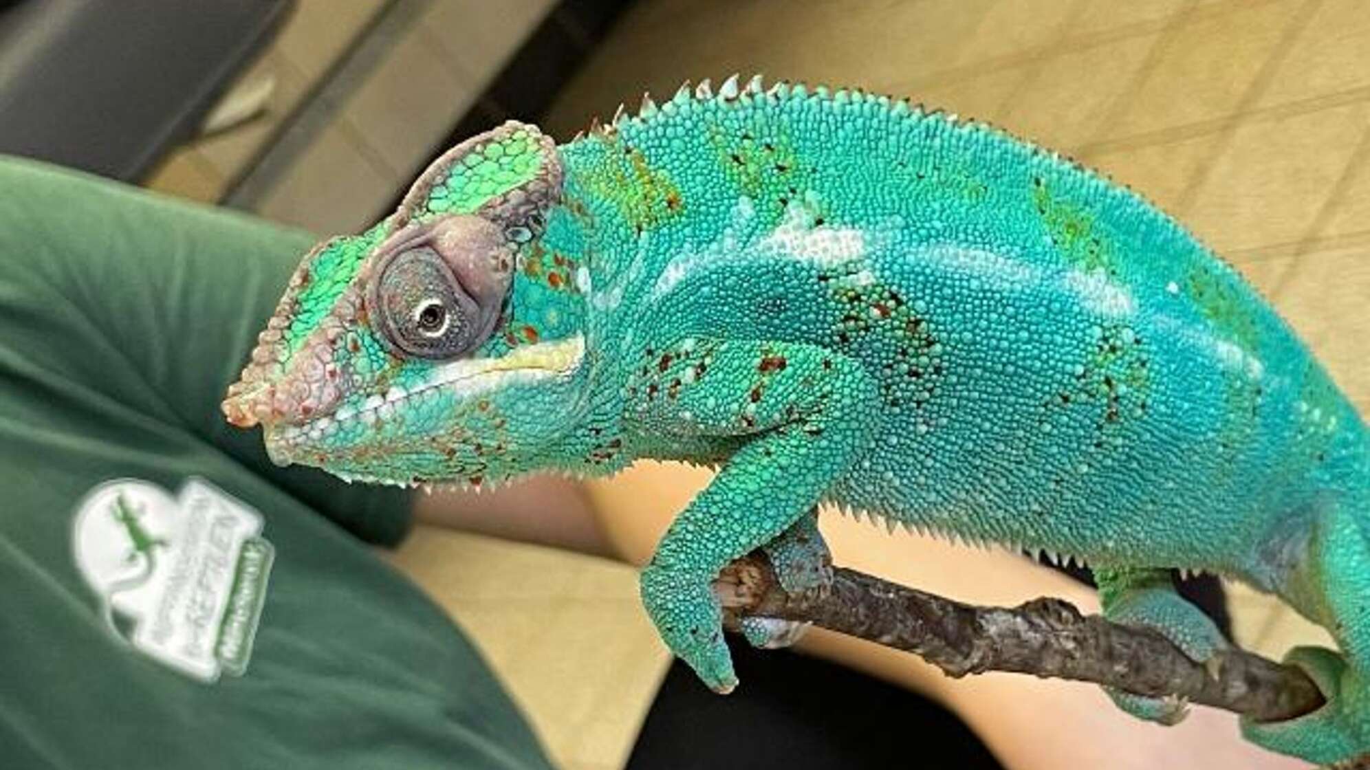 Pantherchamäleon Lucifer