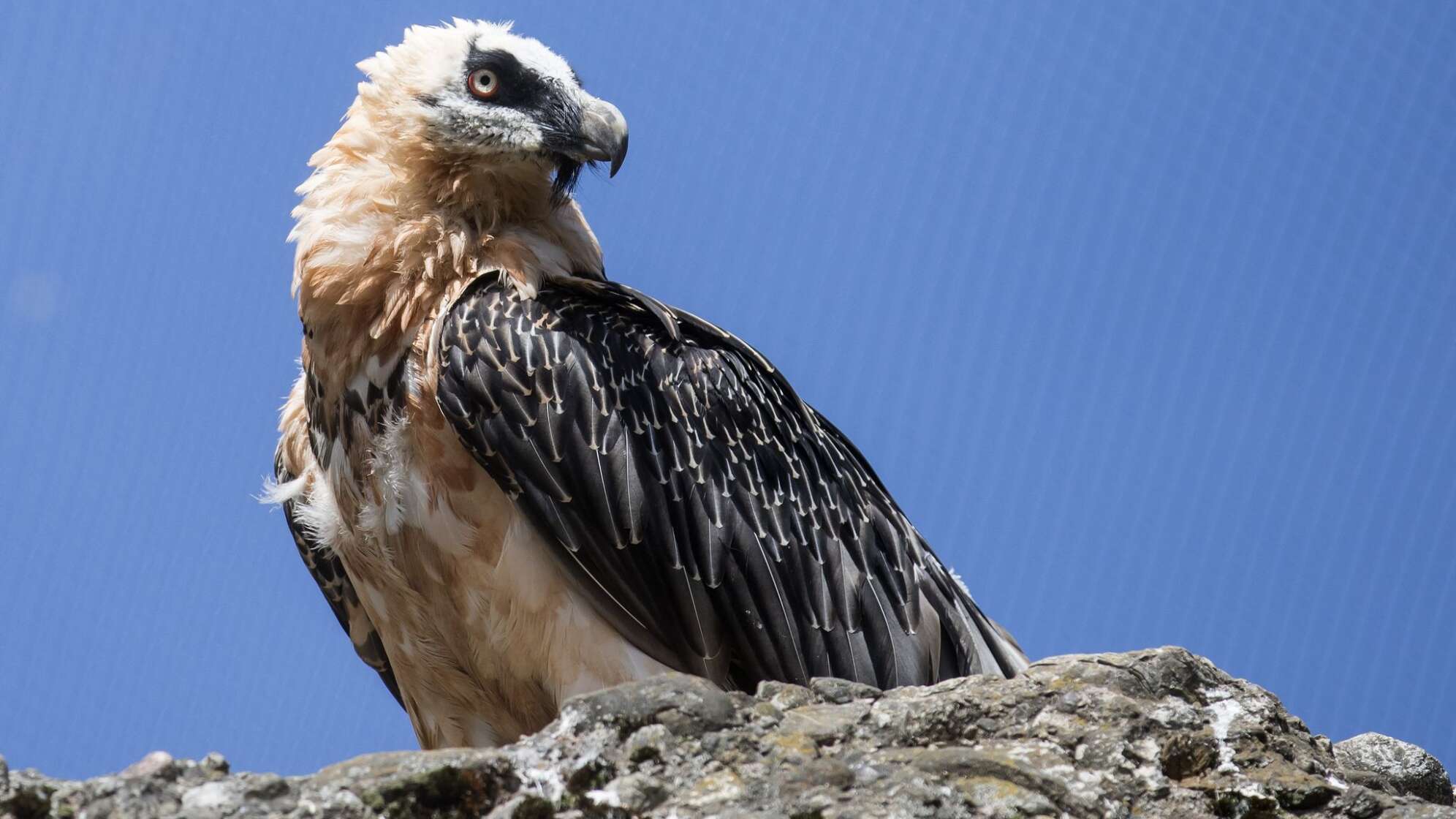Bartgeier in den Alpen