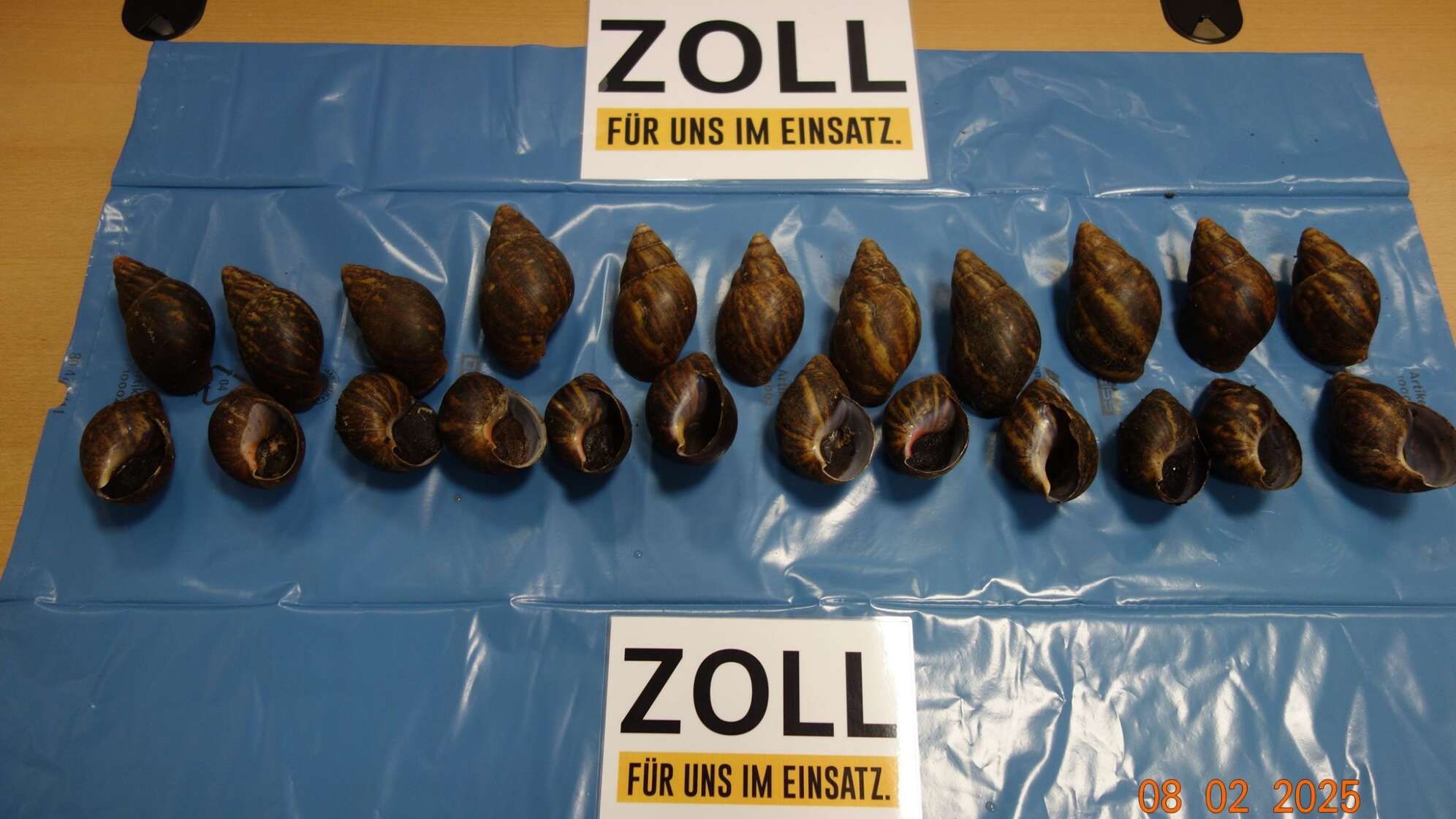 Afrikanische Riesenschnecken im Reisegepäck entdeckt