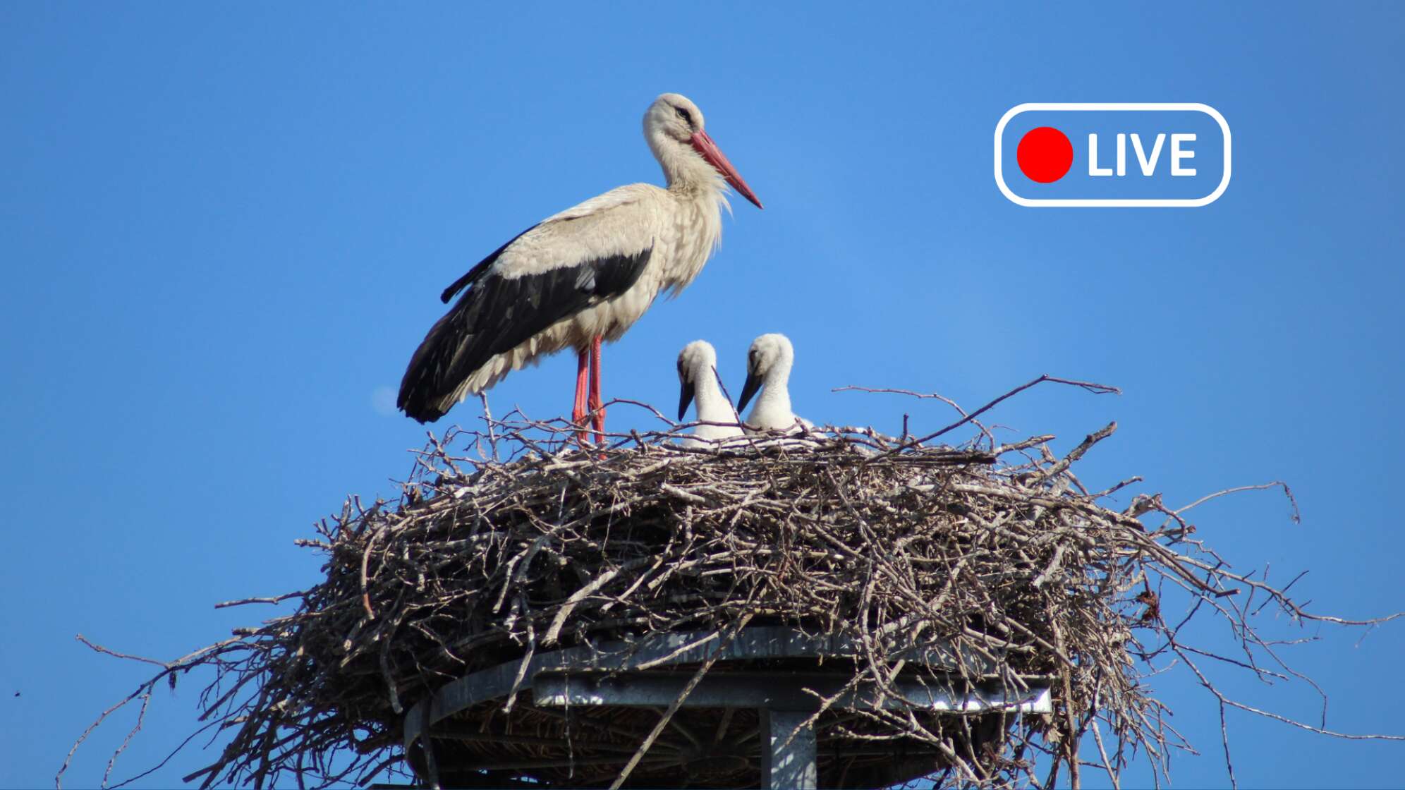 Live Storchencam