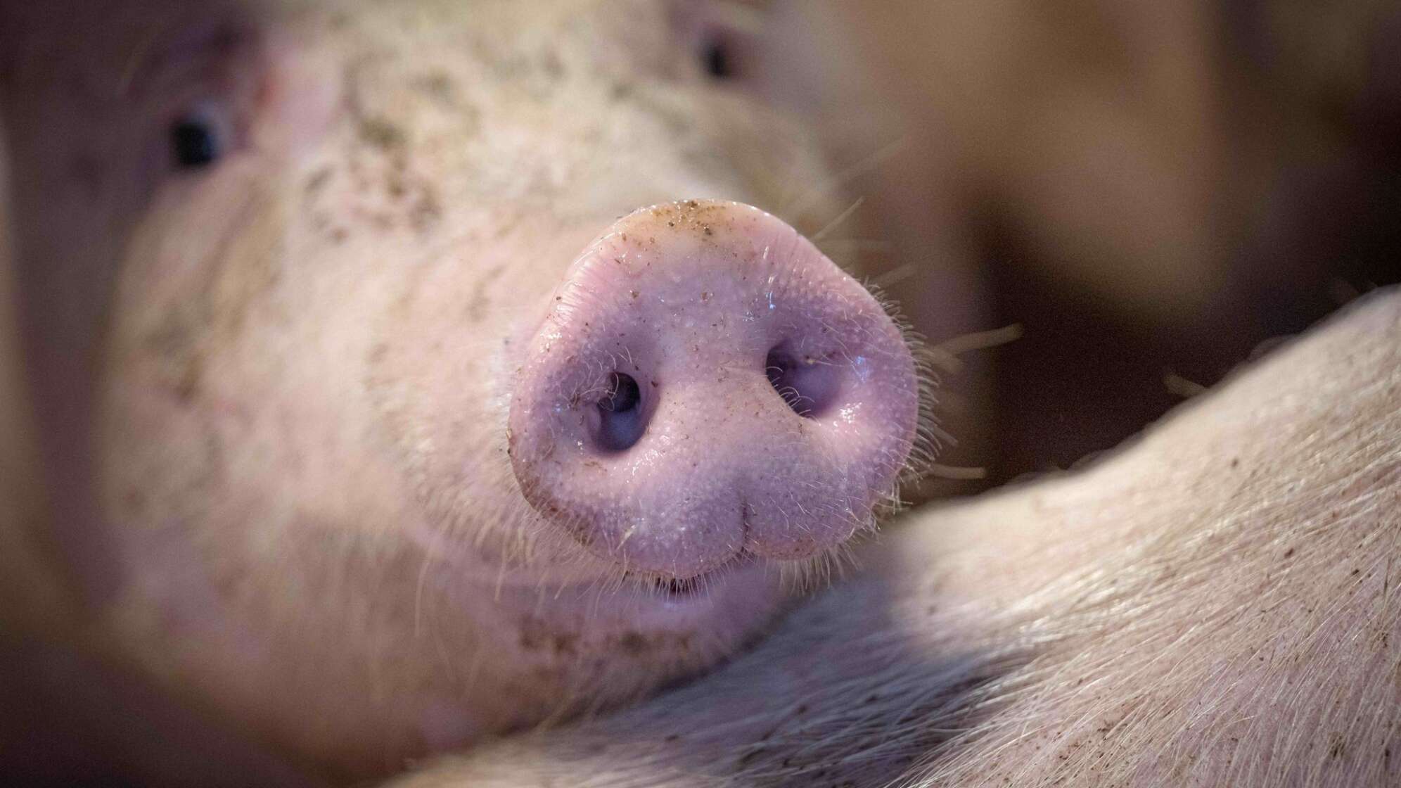 Zahlen zur Schweinehaltung