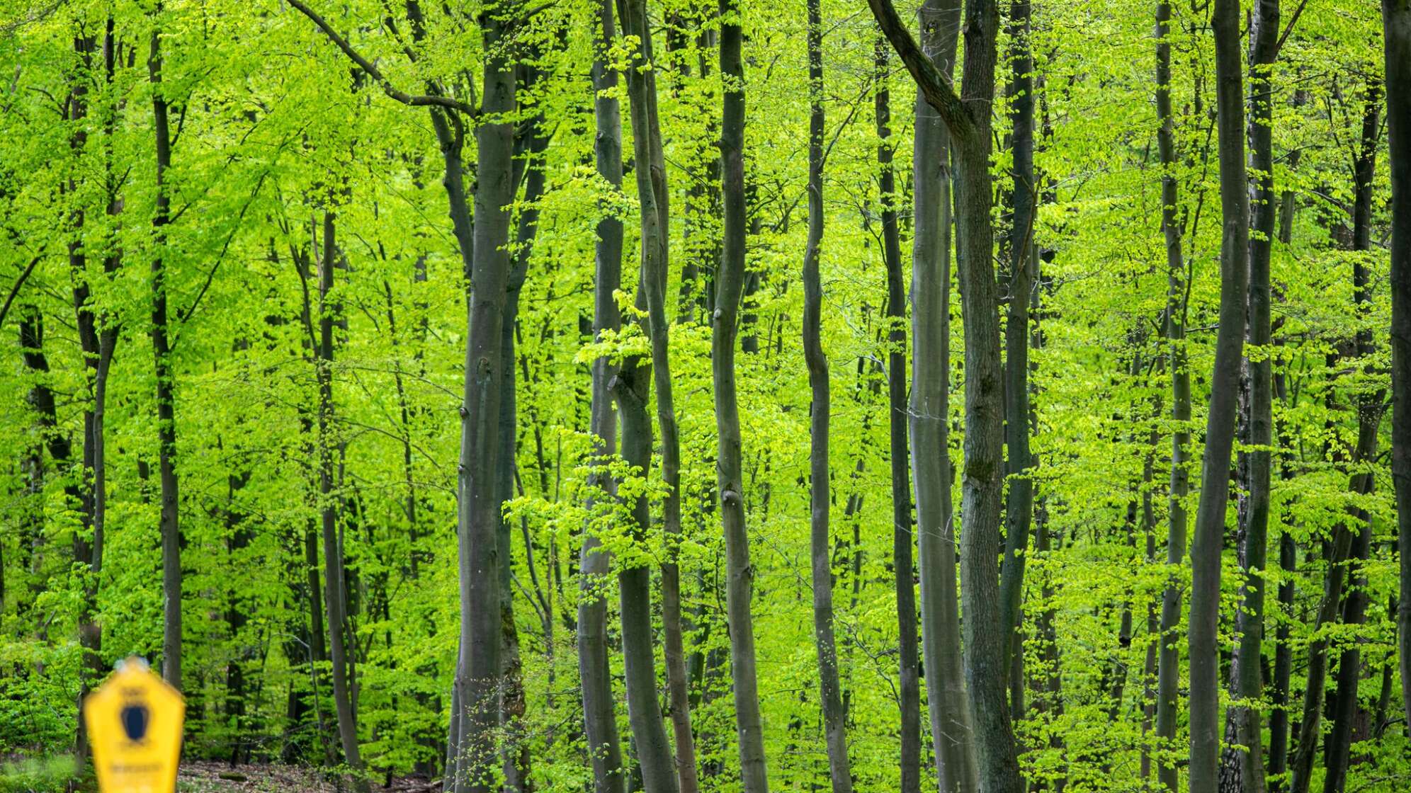 Buchenwald im Frühling