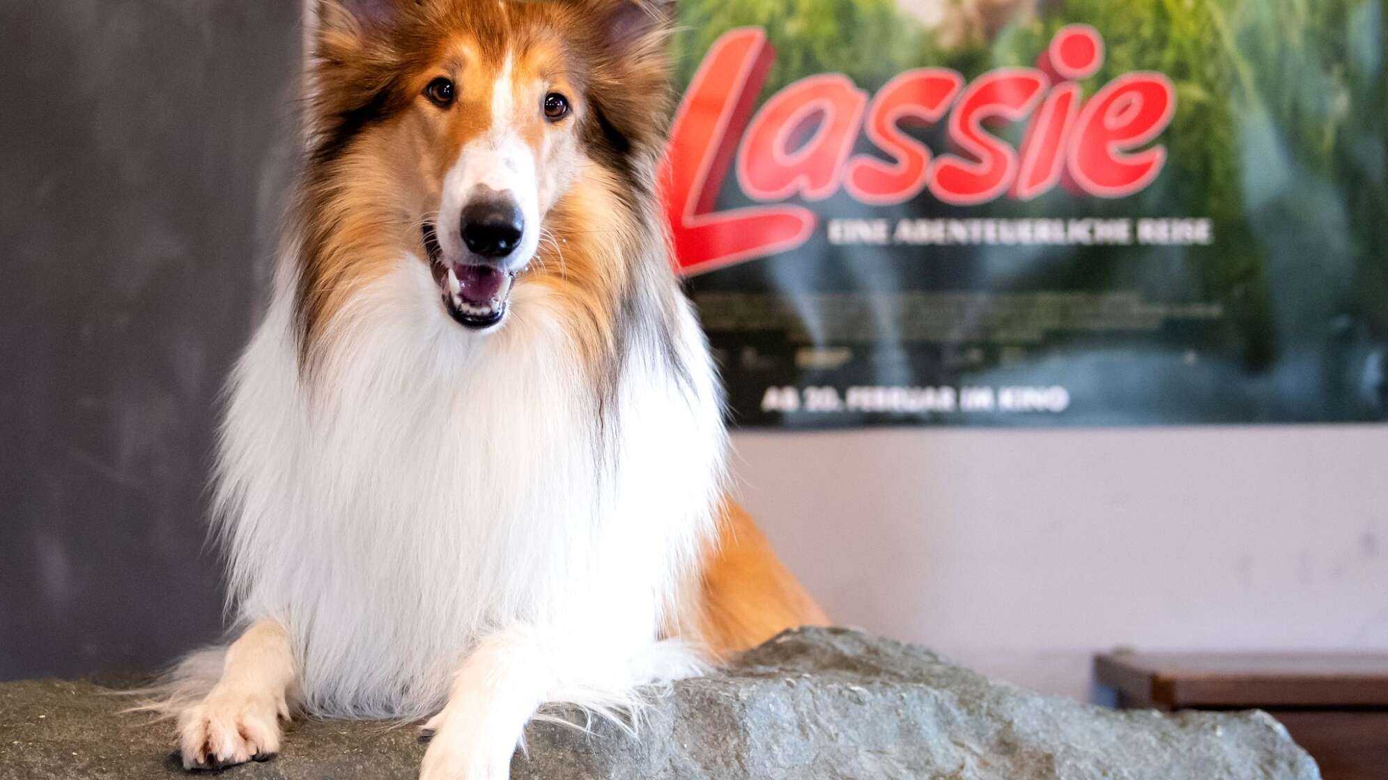 Lassie