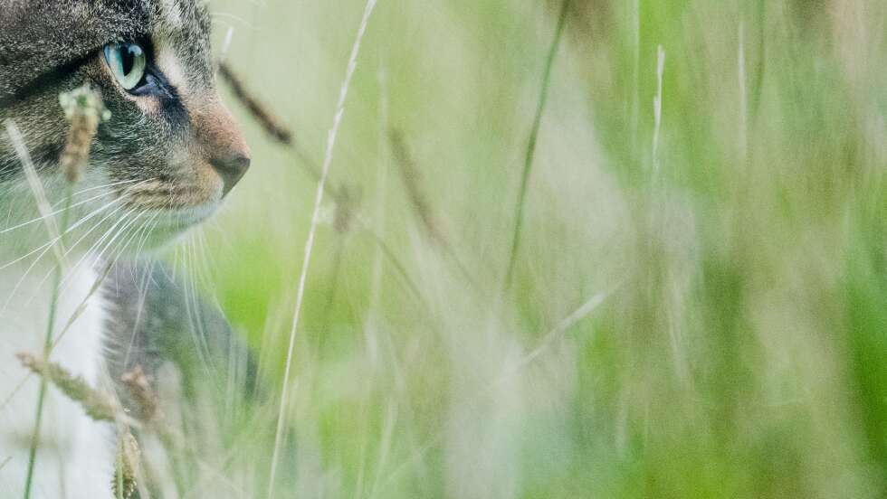 Zeckenschutz für Hunde und Katzen: Wann ihr eure Tiere schützen solltet und welche Mittel wirklich helfen – Empfehlungen von Experten aus Bayern