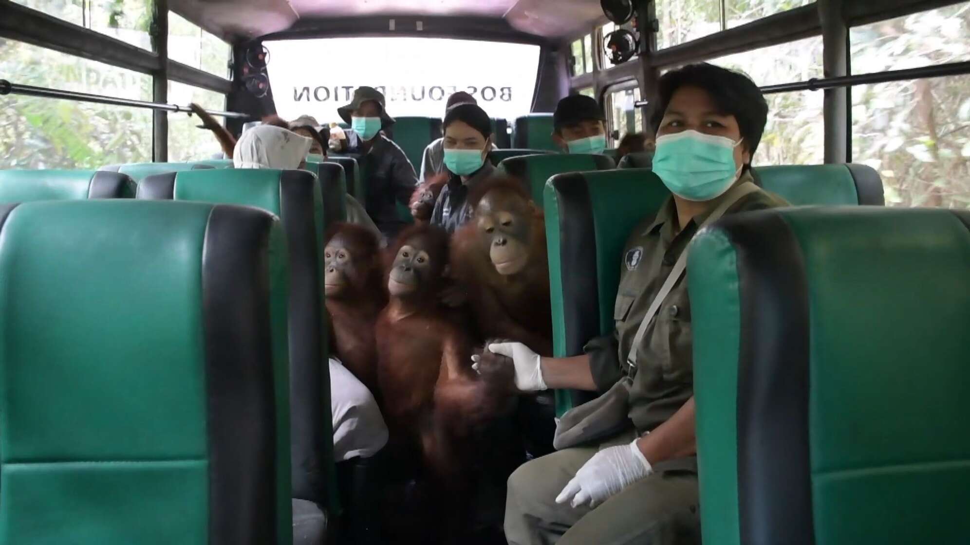 Umzug von Orang-Utan-Rettungszentrum auf Borneo