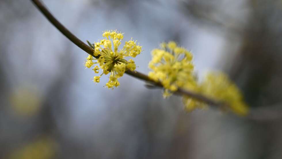 Bäume und Hecken schneiden im Februar: Regeln, Bußgelder und Tipps