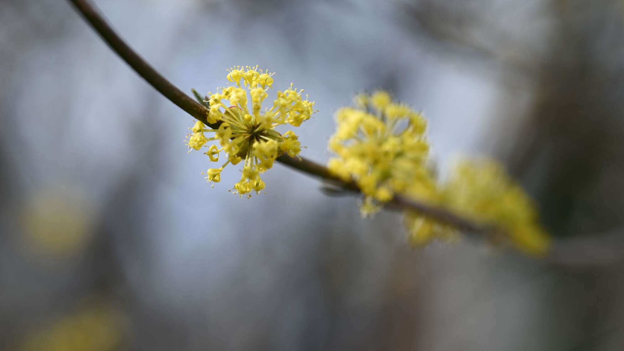 Frühling in München