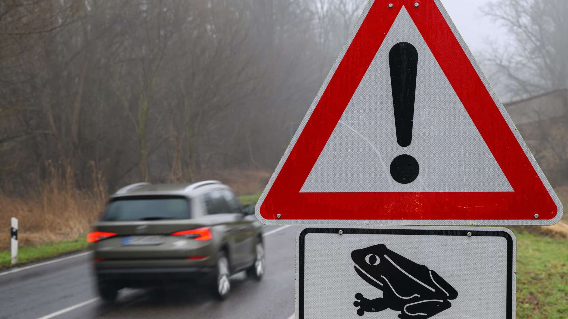 Krötenwanderung