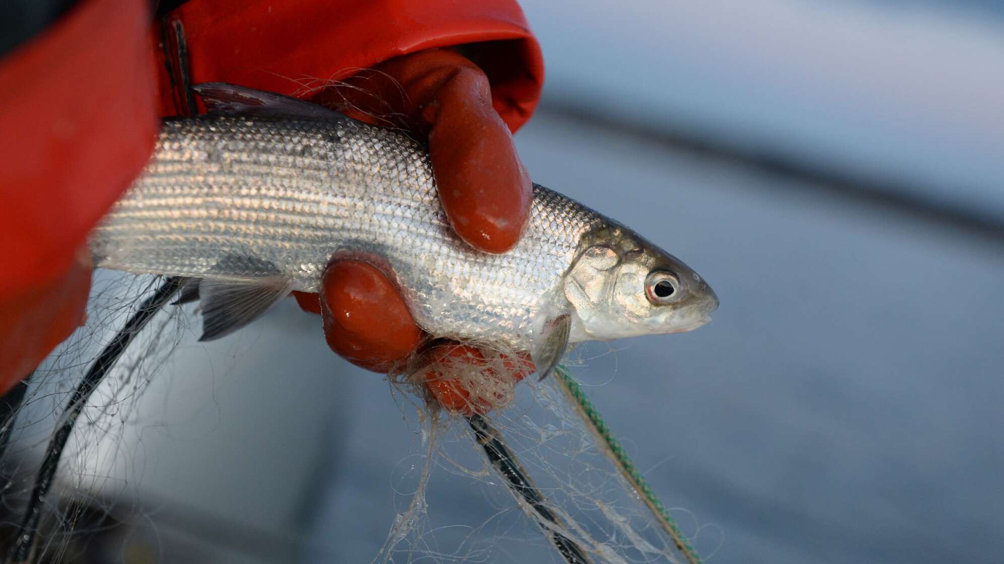 Fischerin mit Felchen am Bodensee
