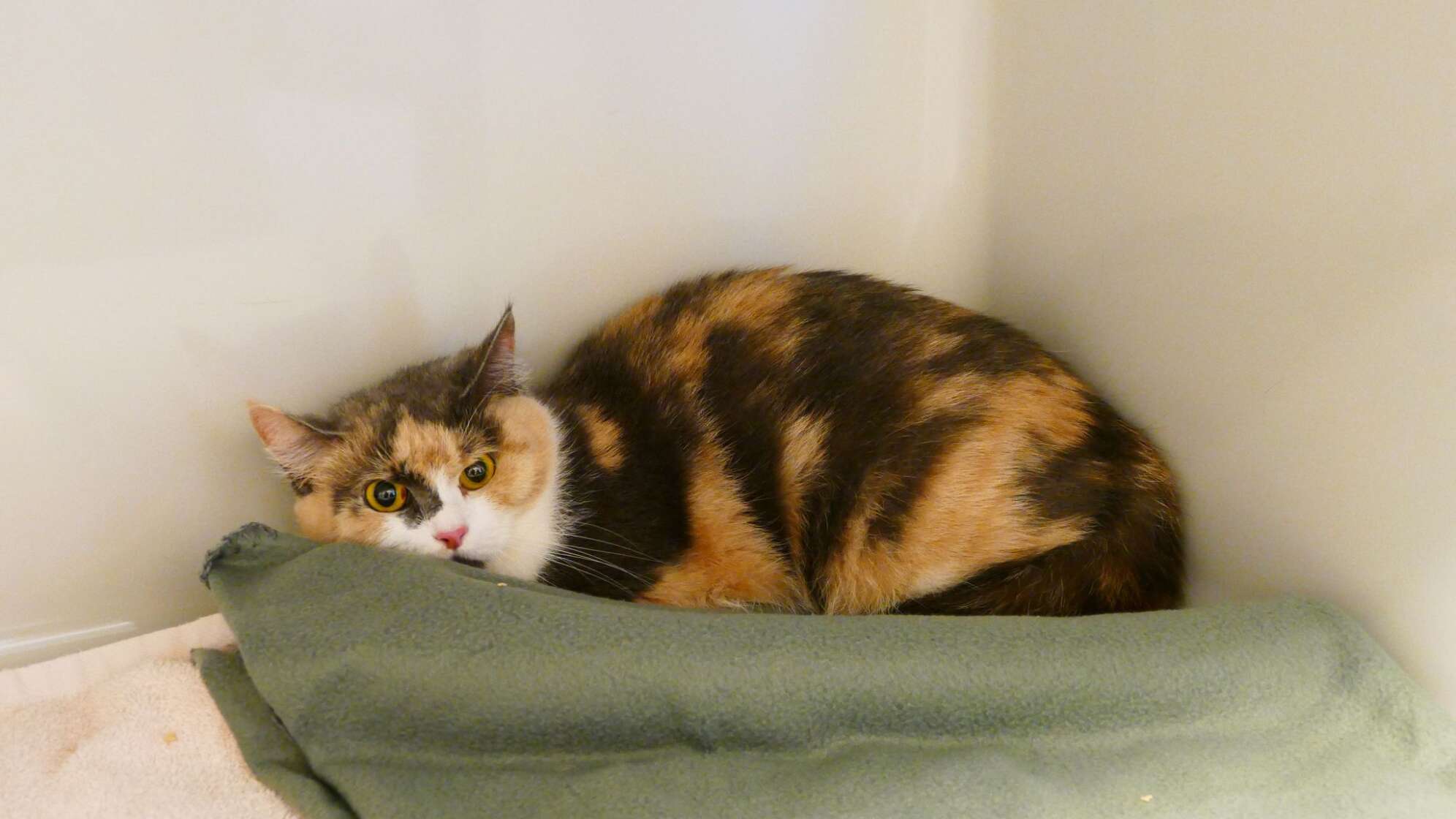 Trächtige Katze in Karton ausgesetzt