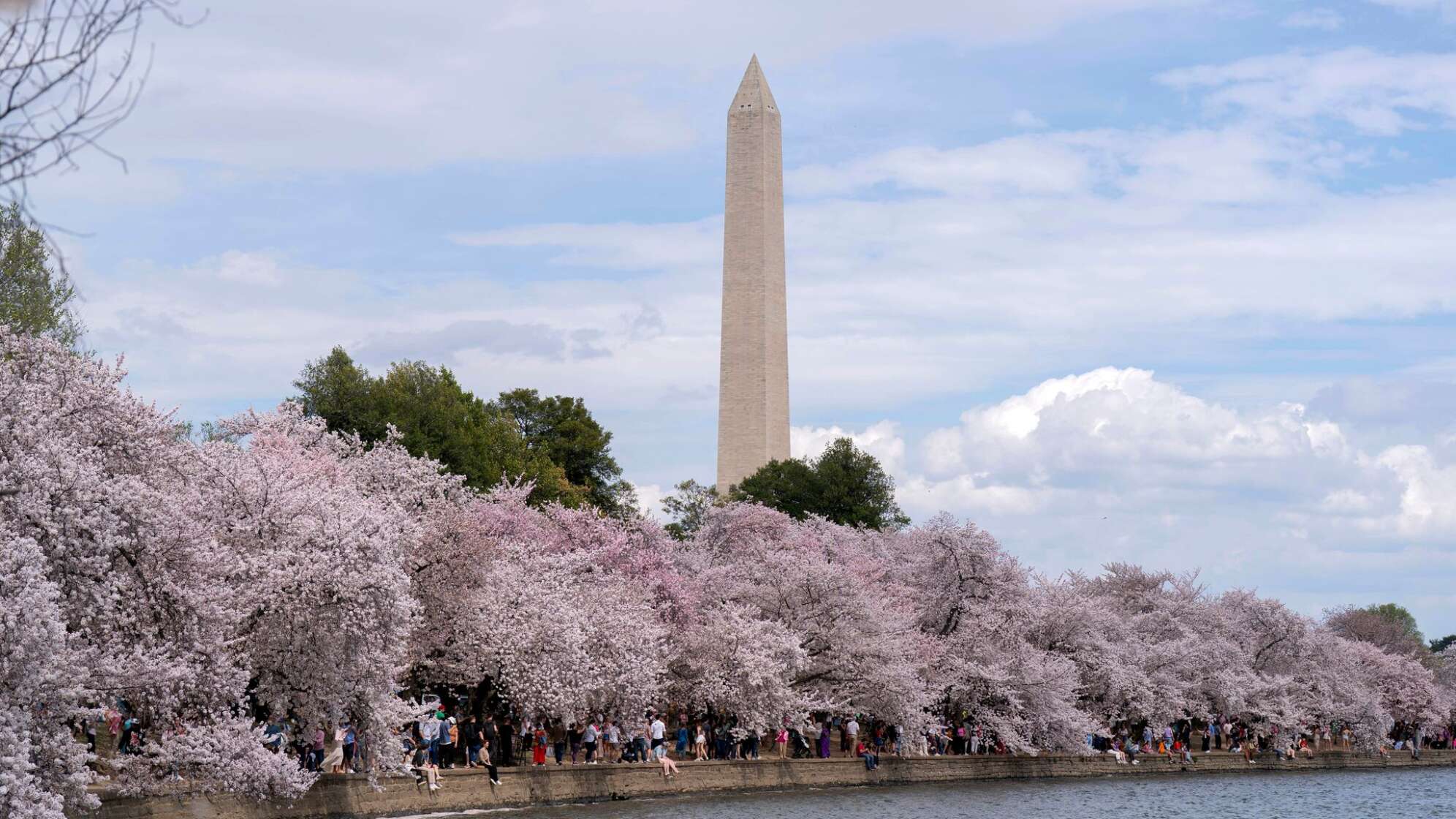 Kirschblüten in Washington