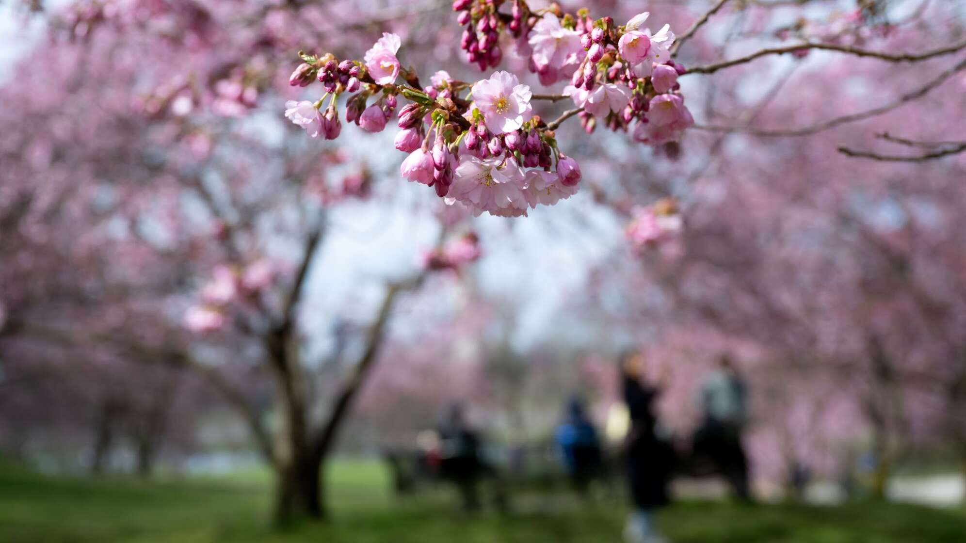 Kirschblüte in München