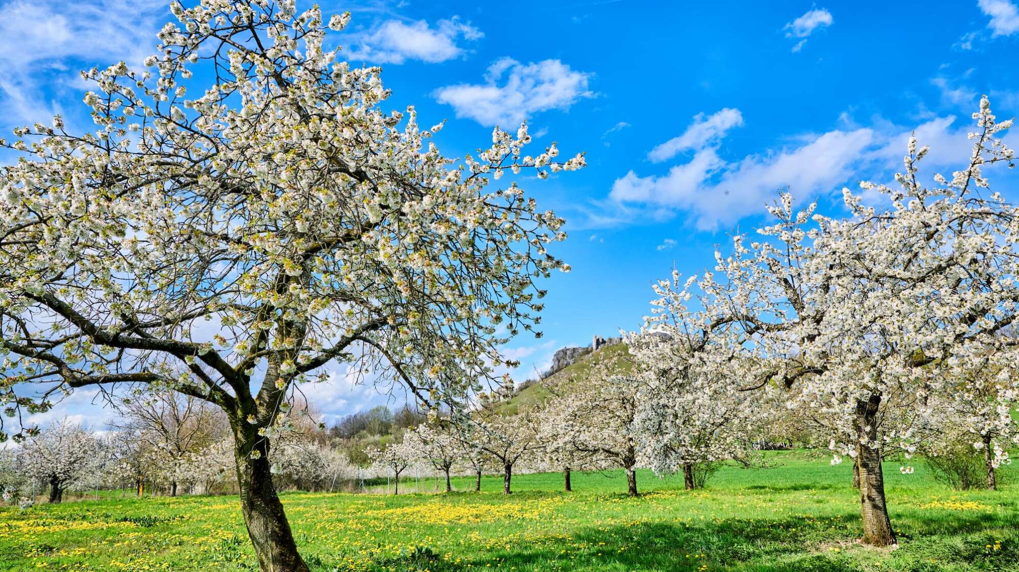 Kirschblüten