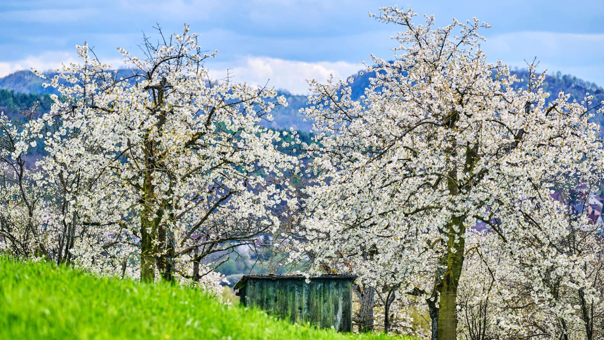 Kirschblüte in der fränkischen Schweiz