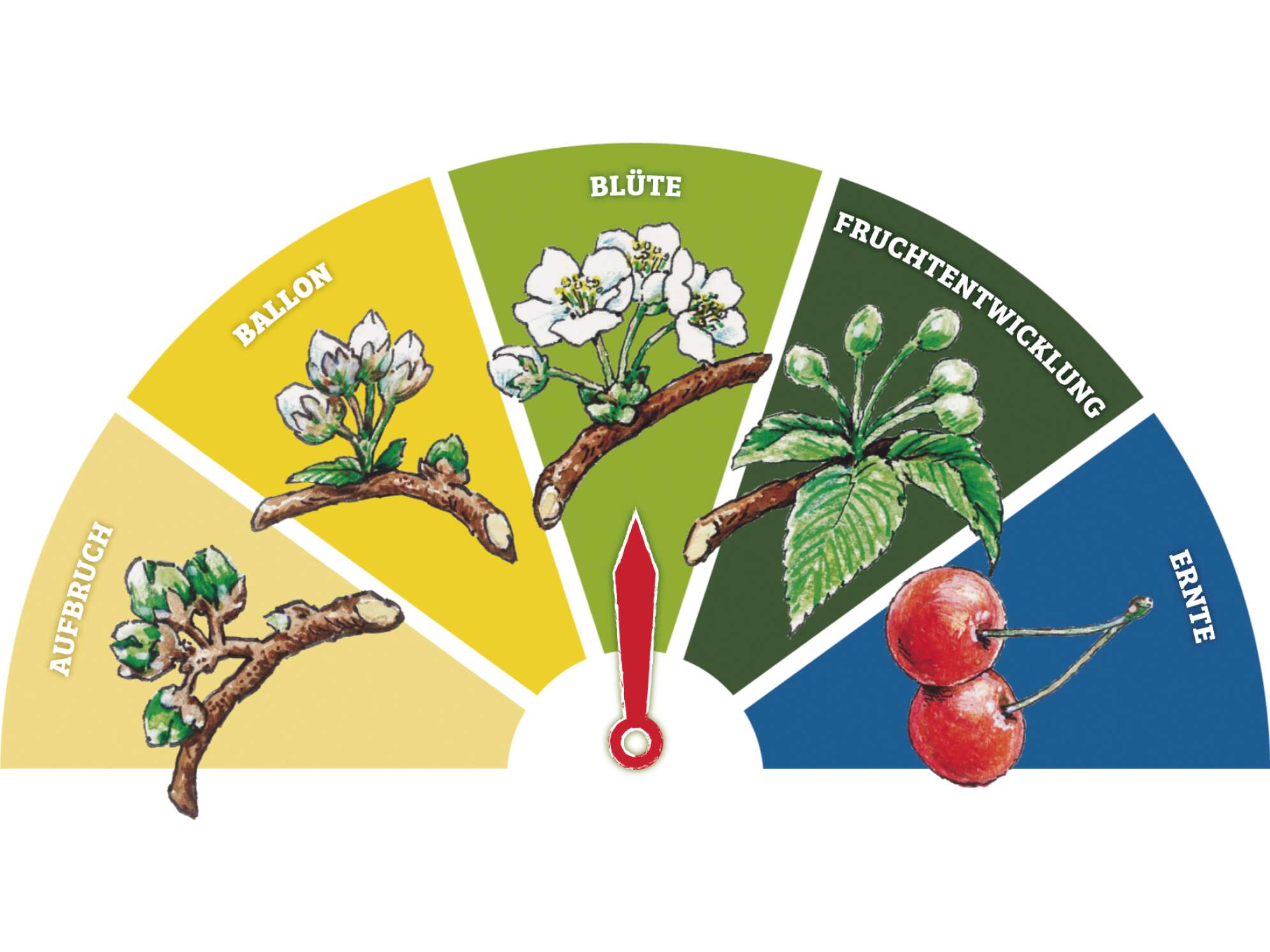 Kirschblütenbarometer