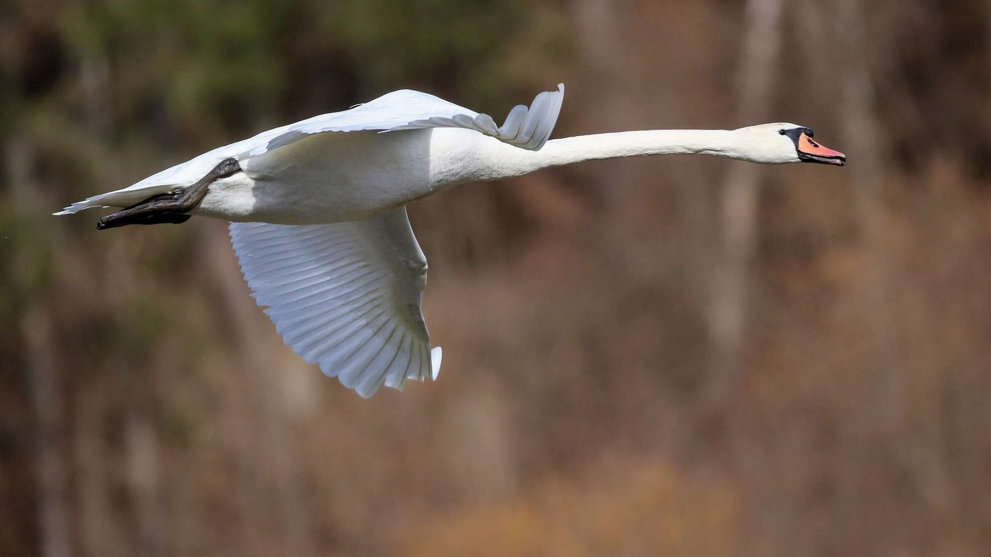Schwan