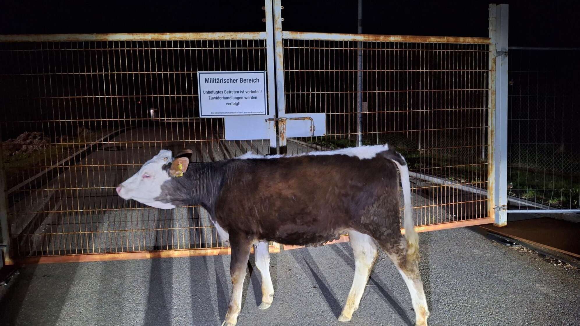 Rind sucht Zuflucht in Bundeswehr-Kaserne
