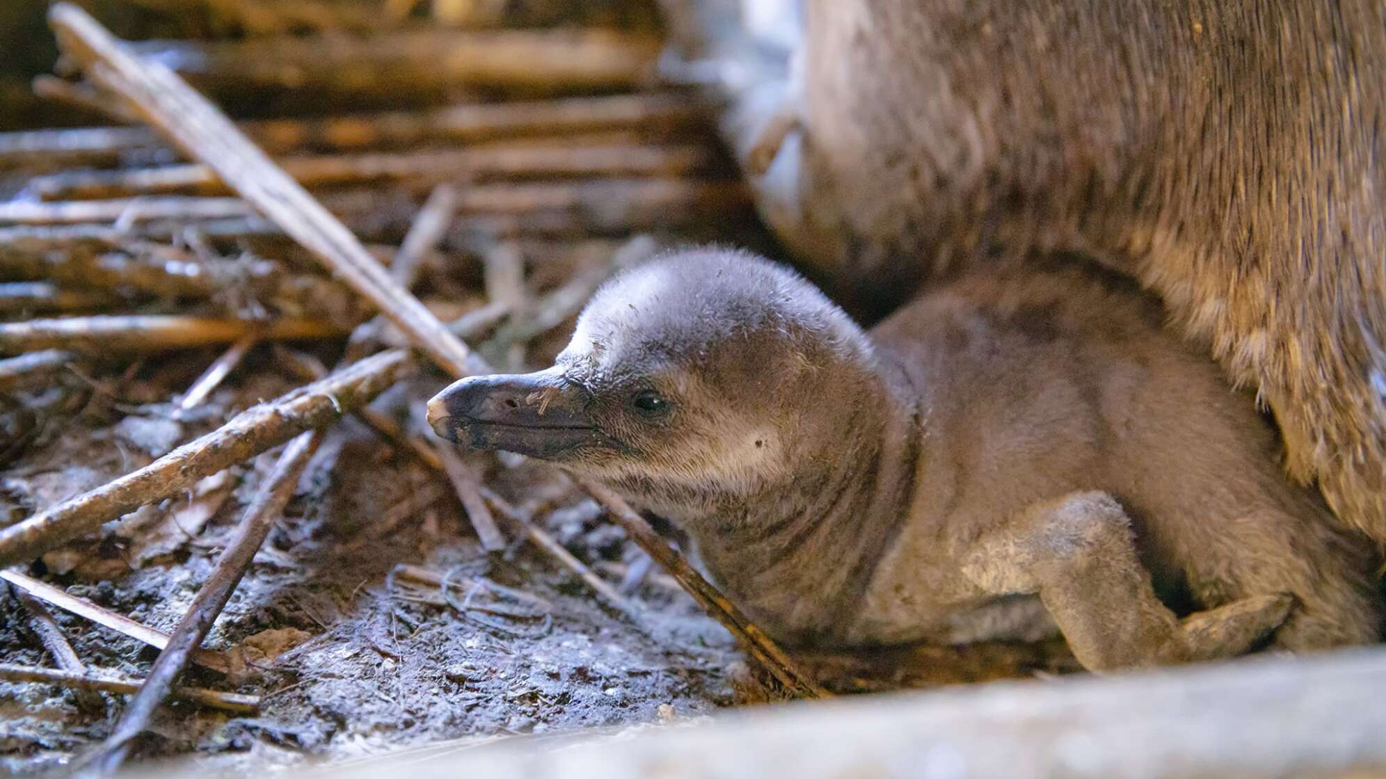 Pinguinküken in Stralsund
