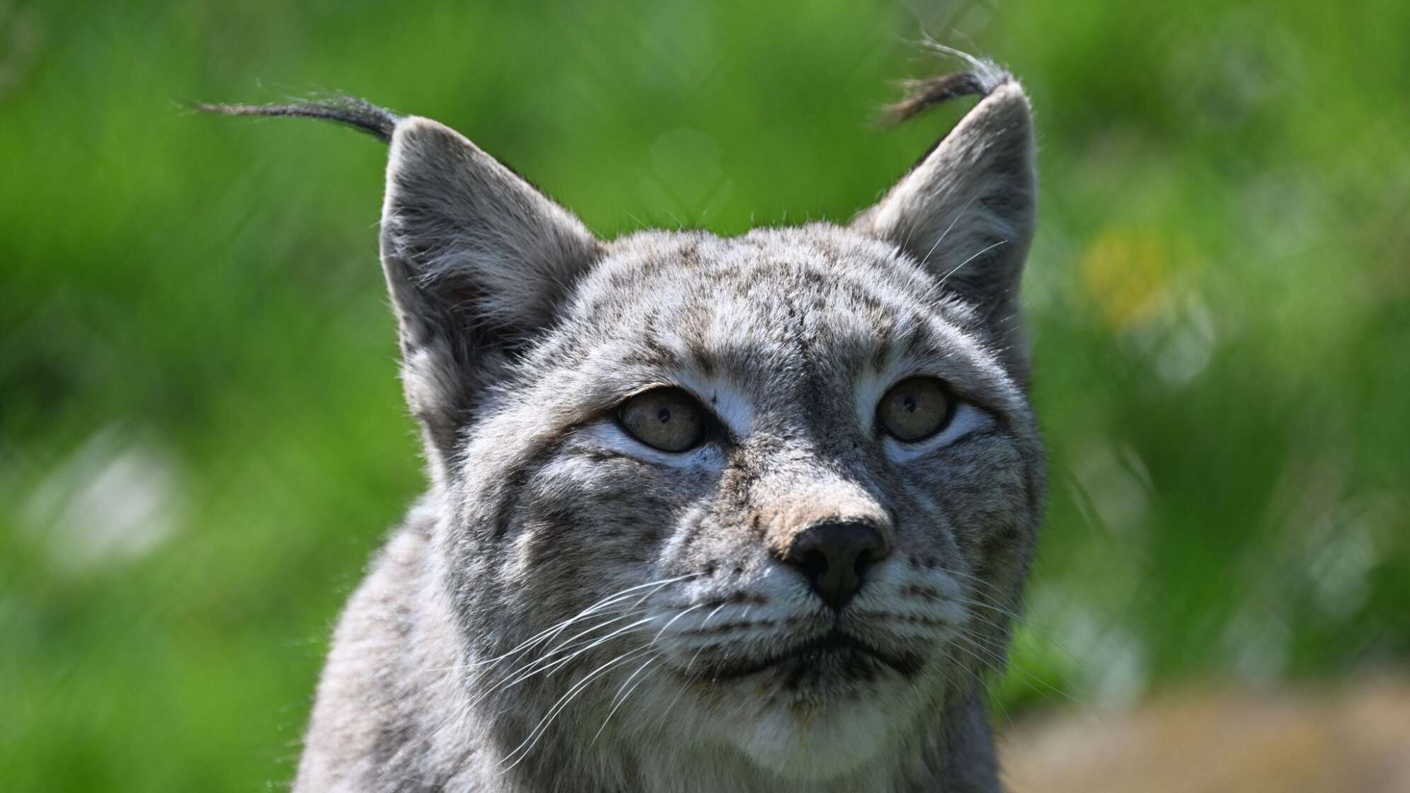 Luchs