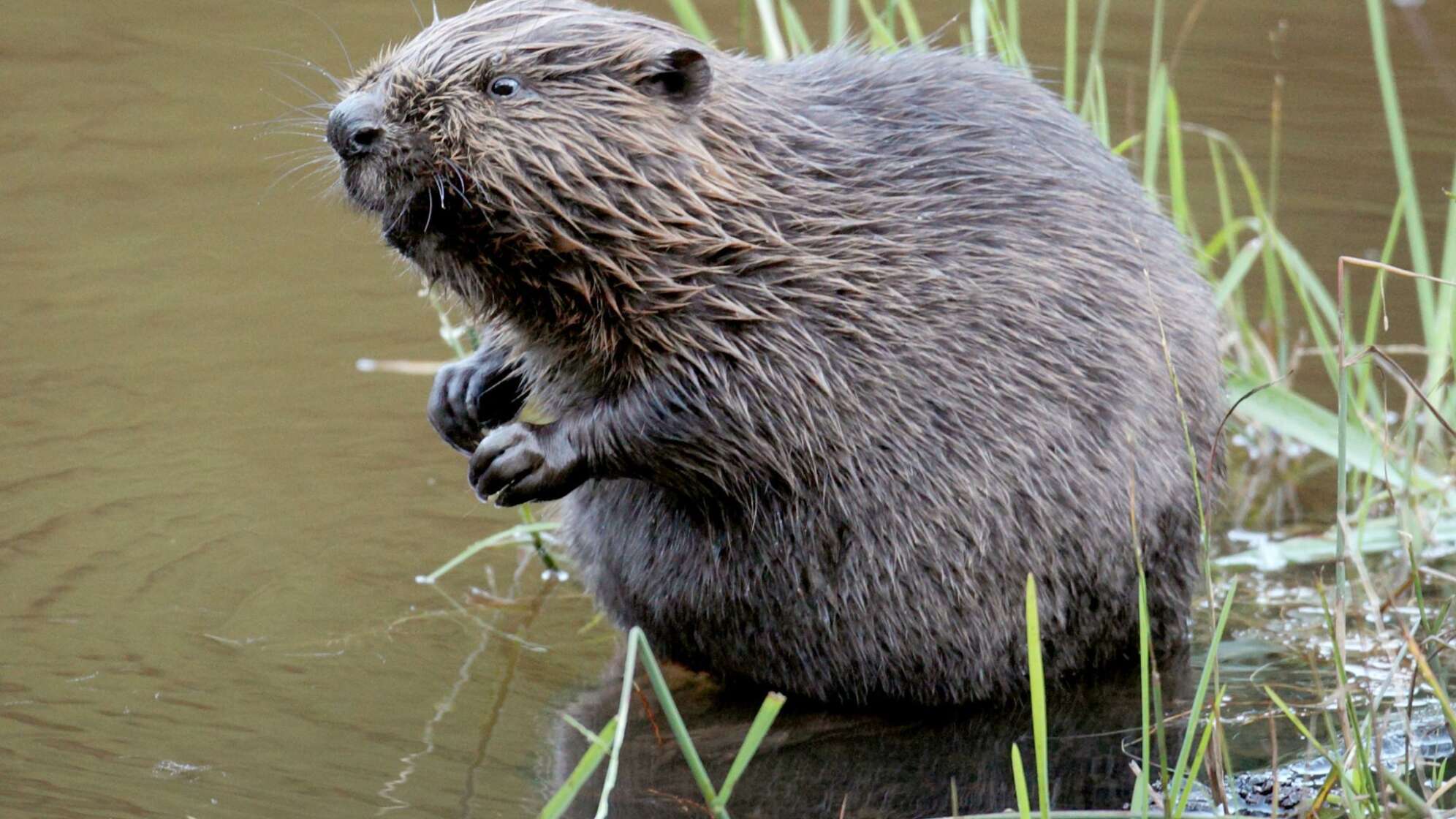 Gericht verbietet erleichterten Abschuss von Bibern im Allgäu