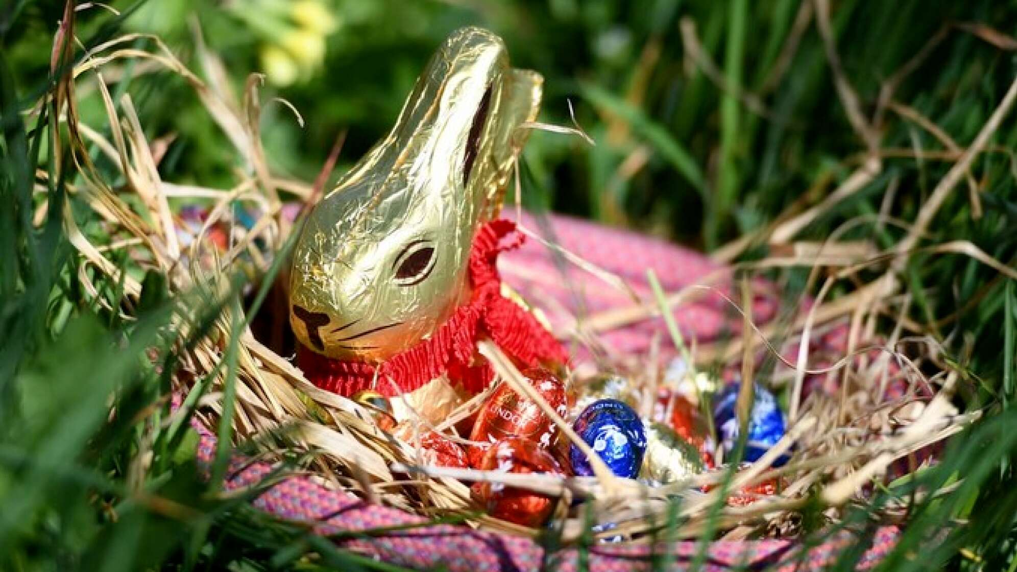 Lindt Hase in Osternest