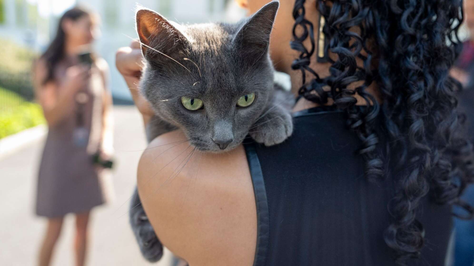 Katze auf Gelände des Weißen Hauses verirrt