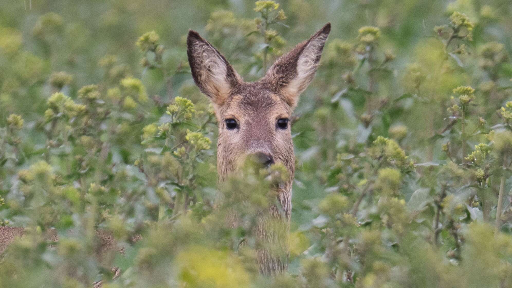 Rehe fressen Grabschmuck ab