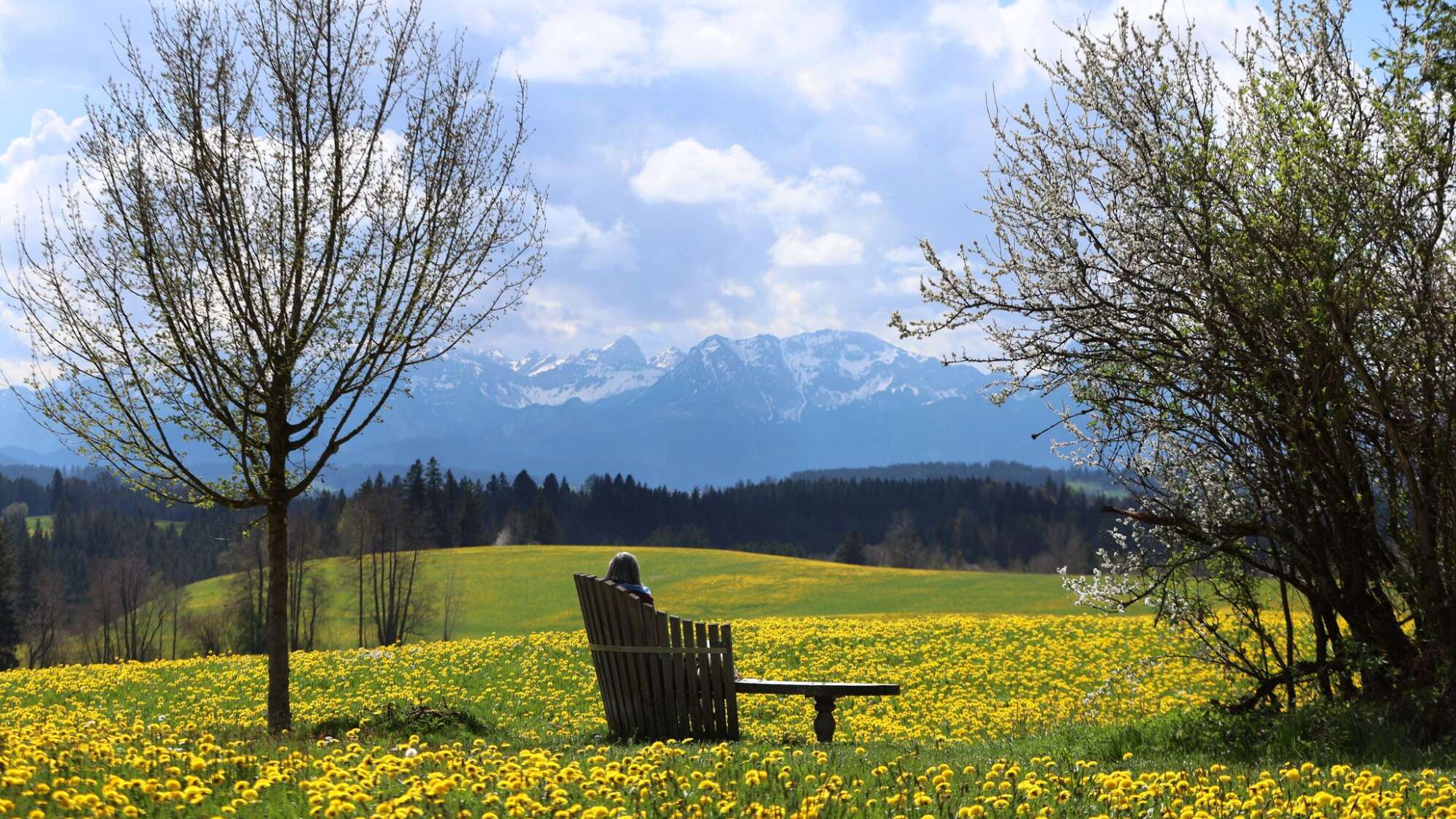 Löwenzahnblüte im Allgäuer Voralpenland