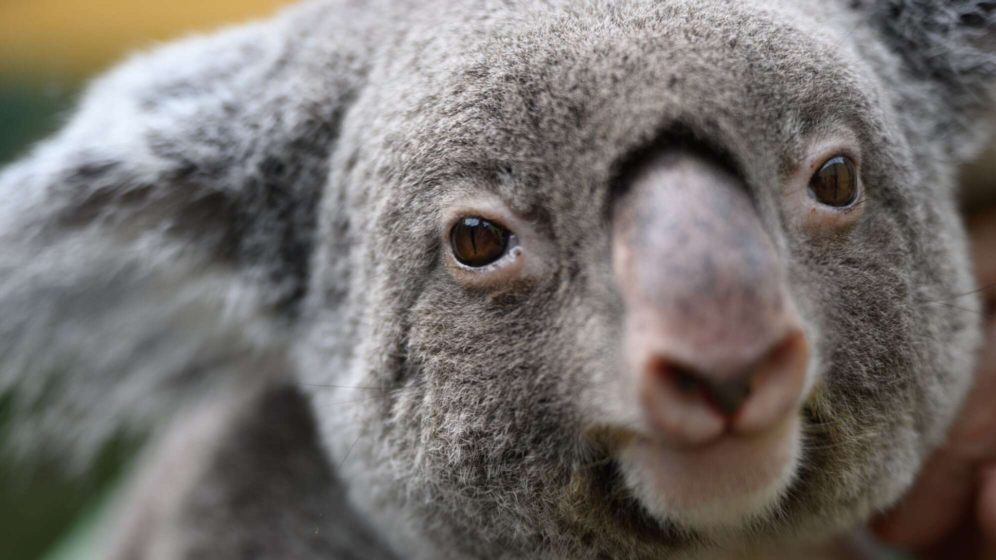 Koalas