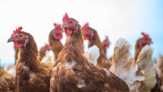 Kaniber sieht Gefahr von Engpass bei Geflügel-Schlachtung