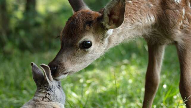 «Bambi»-Neuverfilmung: Statt Disney-Zauber Natur pur