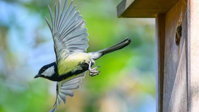 «Stunde der Gartenvögel» - Bevölkerung soll Vögel zählen