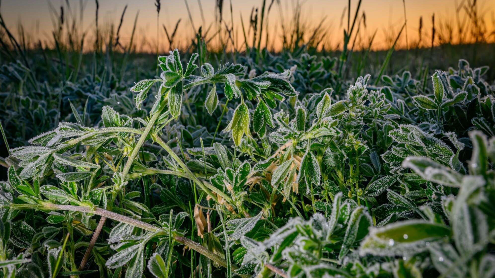 Morgenstimmung in Brandenburg