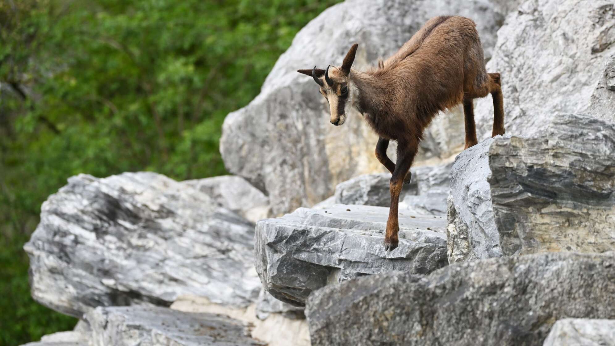 Alpentiere - Gams