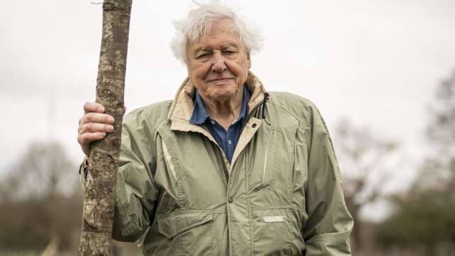 Mahnung und Magie: Die Doku «Ozean mit David Attenborough»