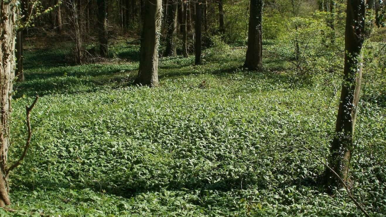 Bärlauch im Wald