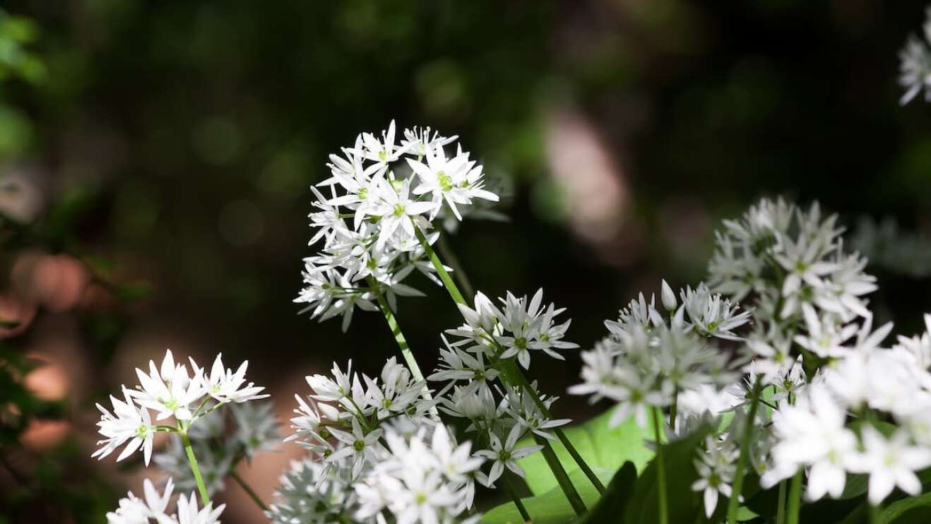 Blüten Bärlauch