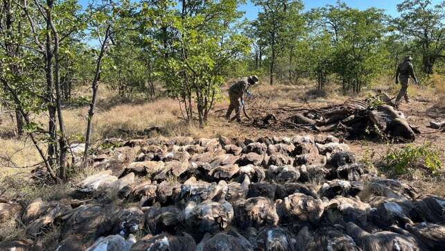 Geier-Vergiftungsfall im südlichen Afrika: 123 Tiere getötet