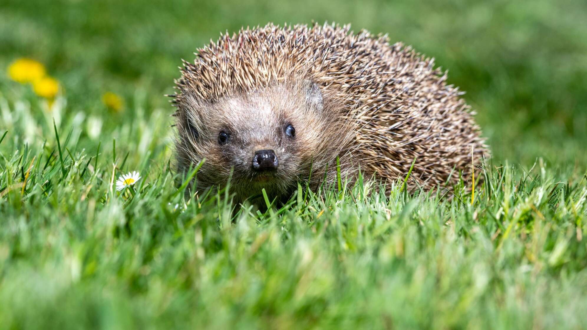 Ein Igel im Gras