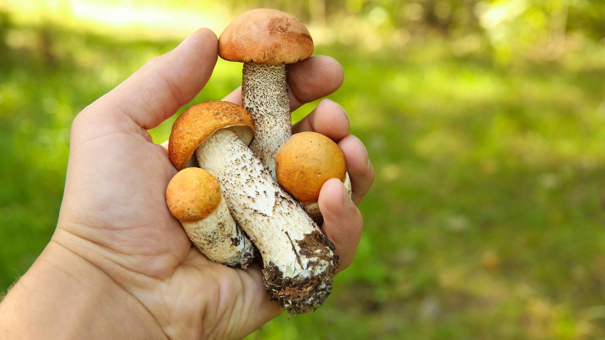 Pilze in der Hand